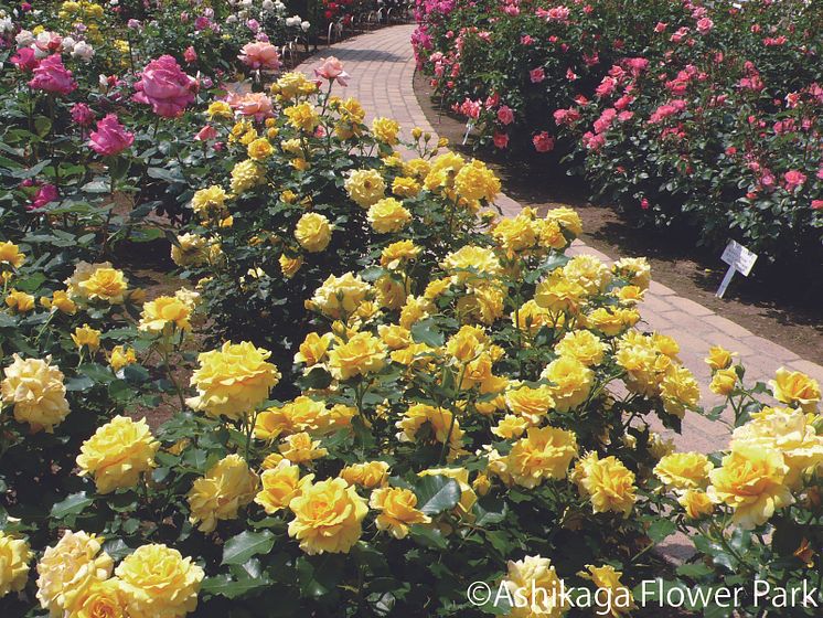 Ashikaga Flower Park(8)