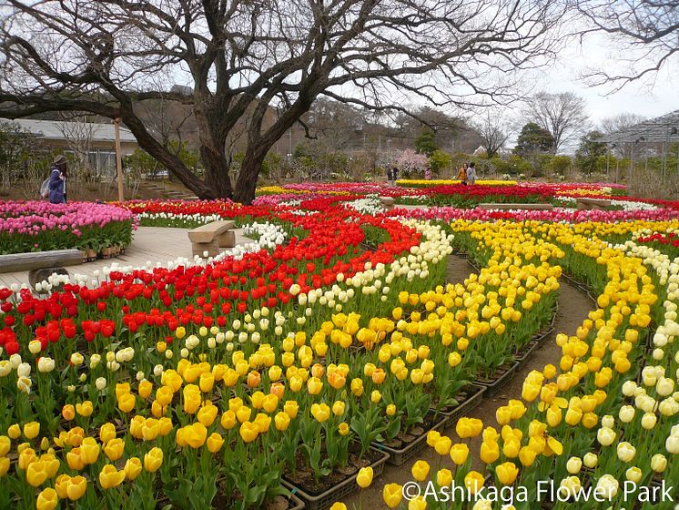 Ashikaga Flower Park(7)