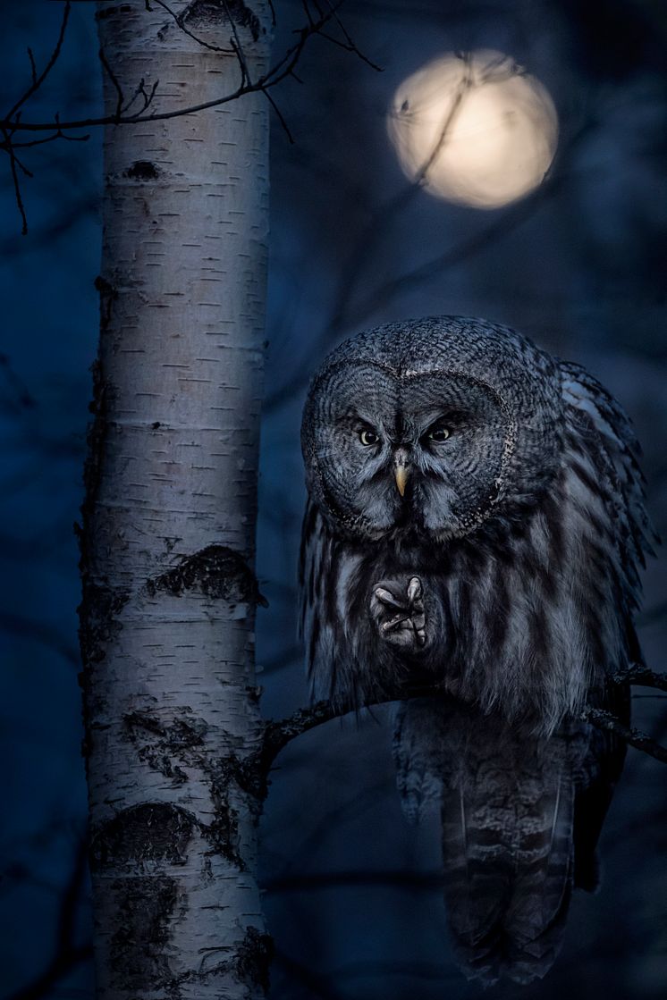 Night Hunter by Jonas Classon.jpg