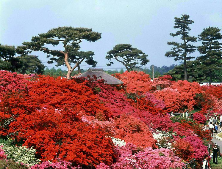 Tsutsujigaoka Park(3)