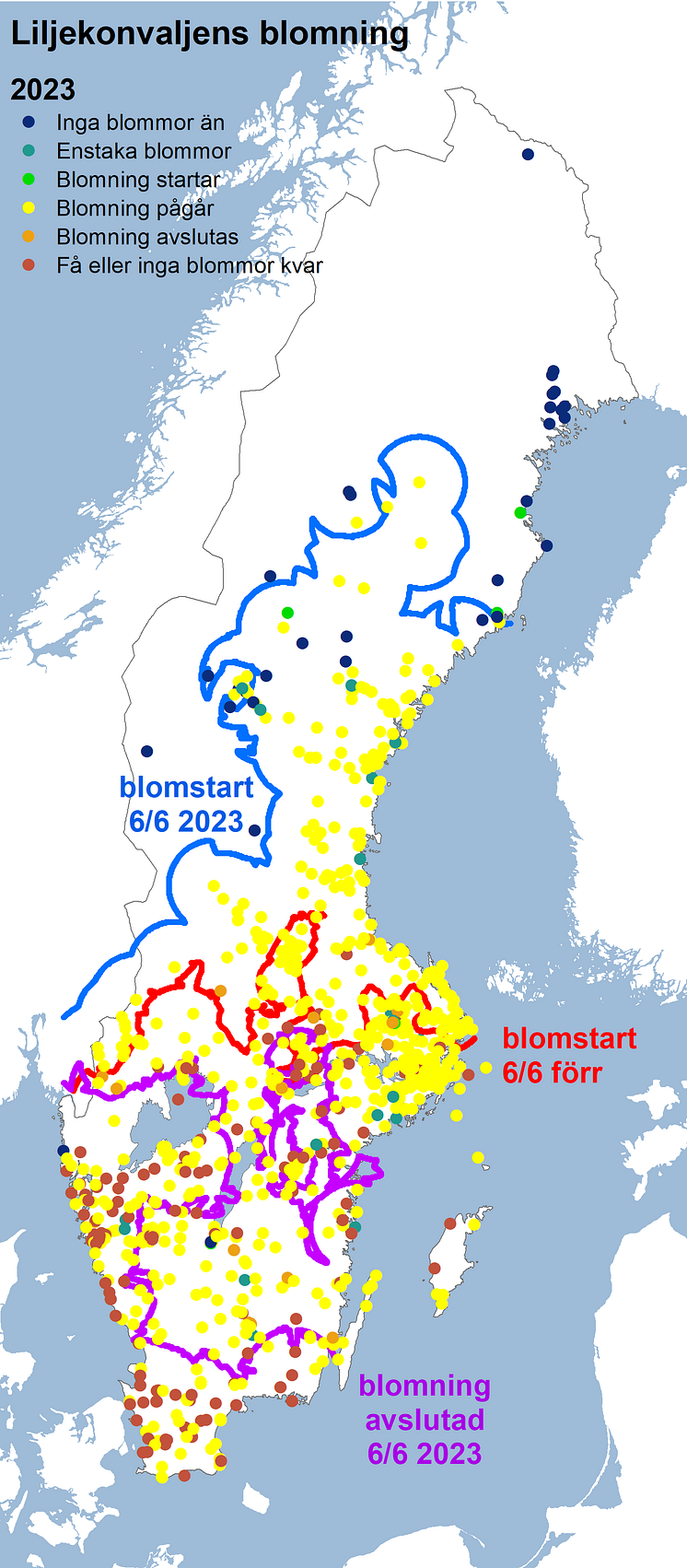 fsk_liljekonvalj2023_vit