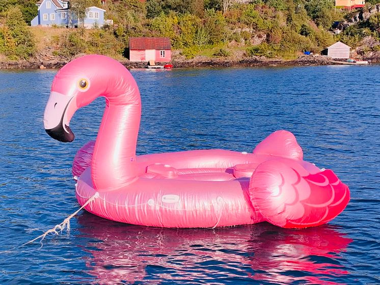 Flamingo på avveie2_Foto Gjensidige.jpg