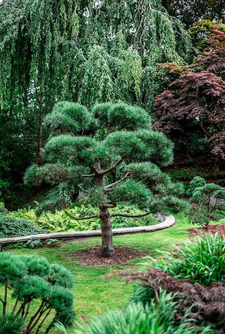 Japanska trädgården