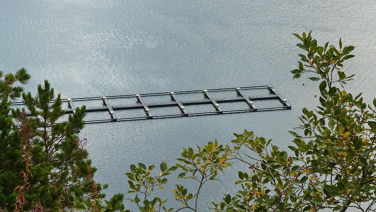 2022-06-30-Wallenbergprof-Fish_farming_in_Storfjorden