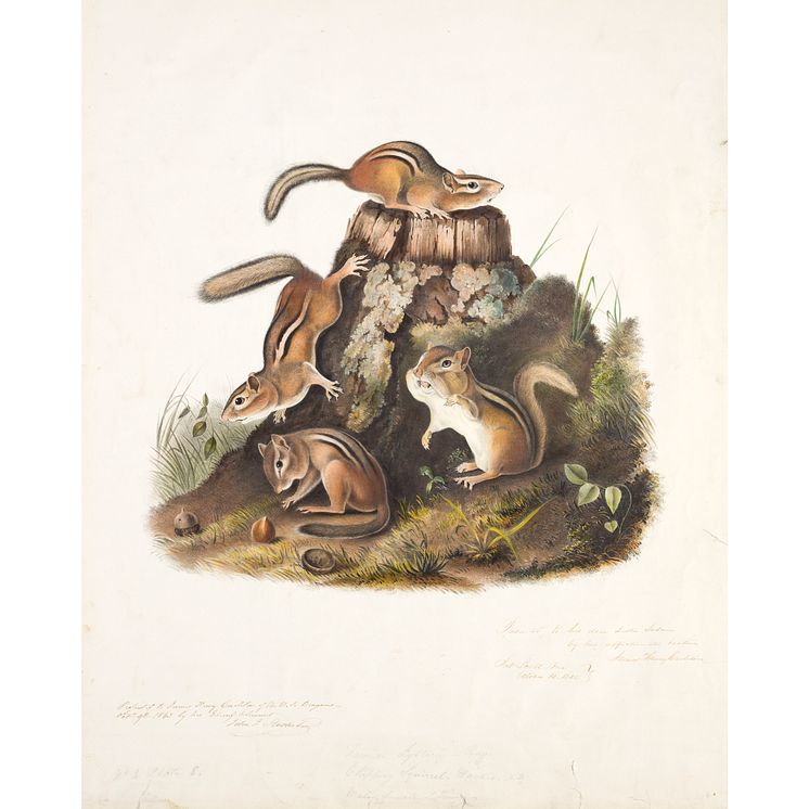 John James Audubon, Amerikansk jordekorre (American Chipmunk), 1843. Crystal Bridges Museum of American Art Bentonville, Arkansas, 2006.28. Photo Edward C. Robison III, 1x1