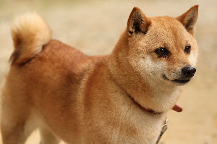 Canon RF 75-300mm F4-5.6_EOSR50_Animal_Sample_CINC_IMG_6479.JPG