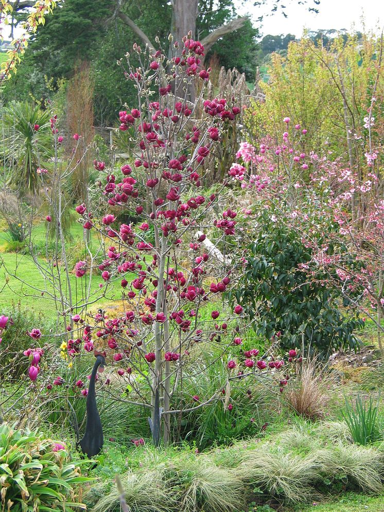 Magnolia 'Genie'