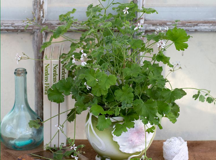 Muskotpelargon / Marias blomma  Pelargonium x fragrans Grönt Kulturarv U-40