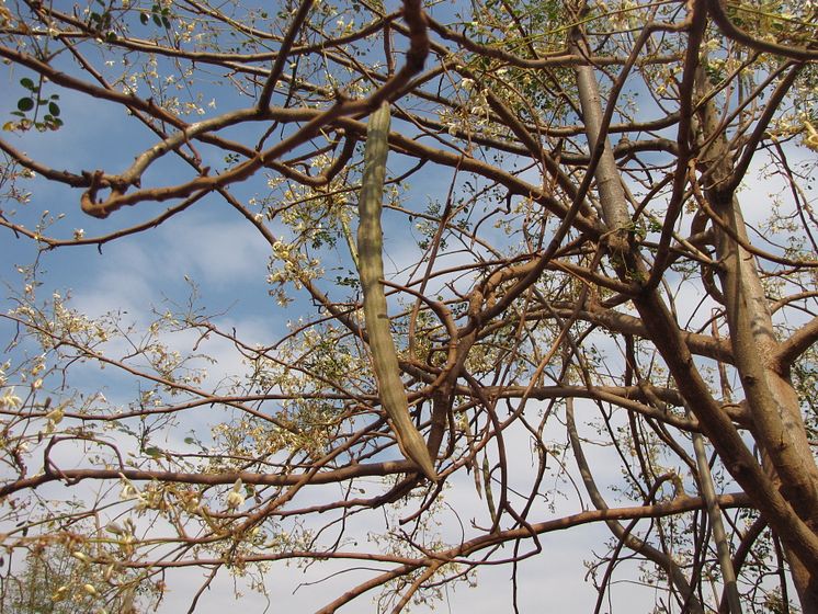 Närbild på en frökapsel från "mirakelträdet" Moringa oleifera 