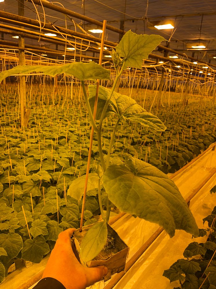 plantor.jpg