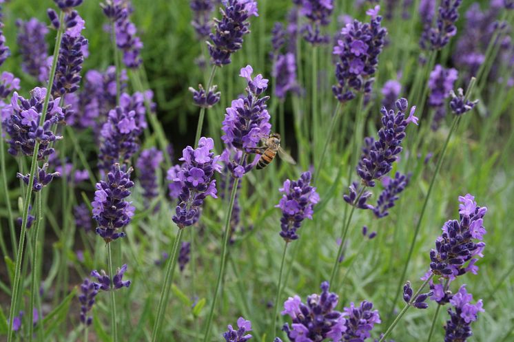 Lavendel i Bergianska