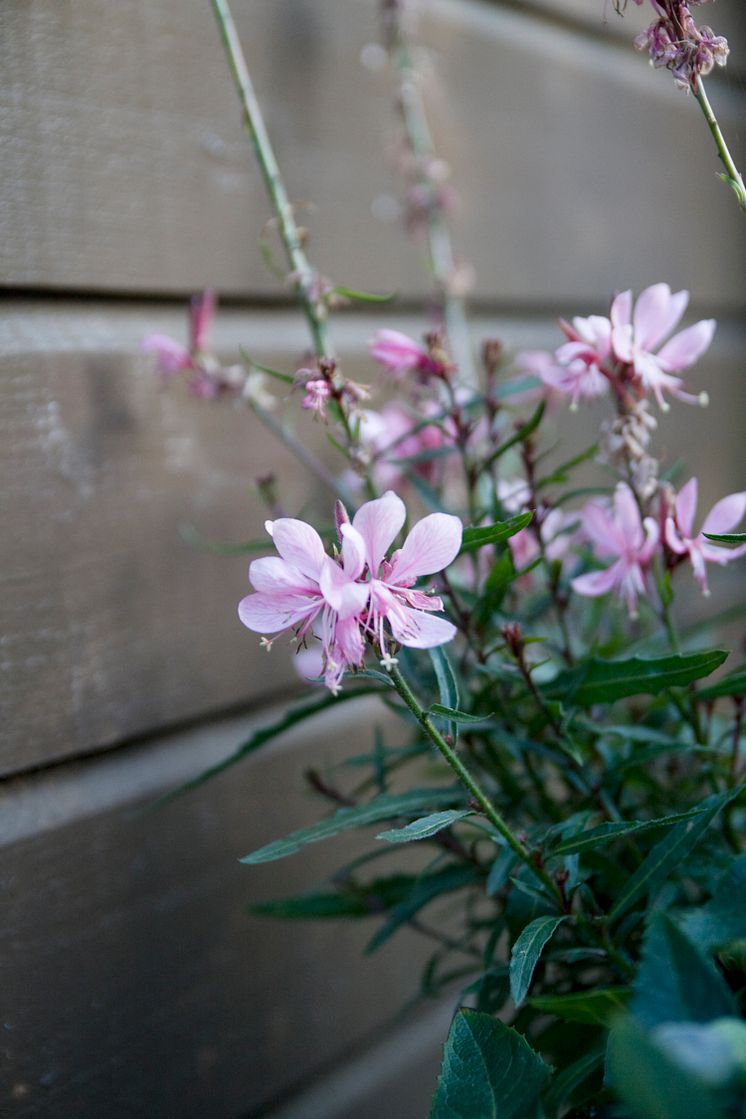 Sommarljus - Gaura lindheimeri