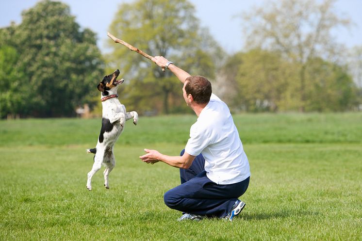 Hit drömmer hunden om att få resa_1