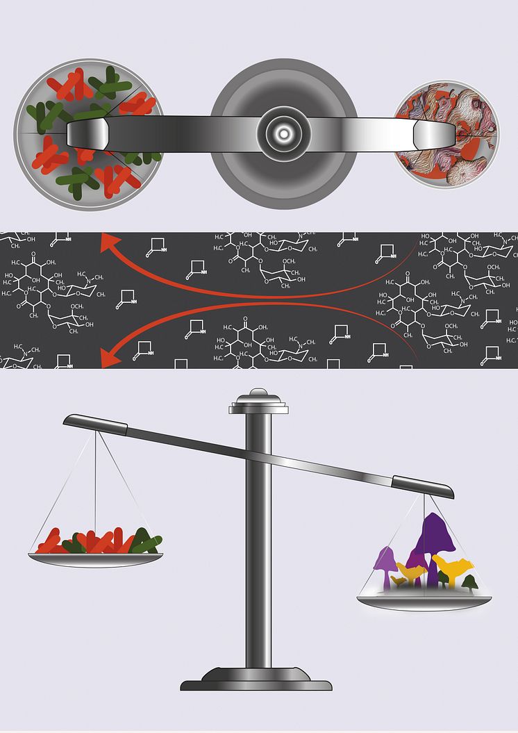 Antagonism between fungi and bacteria
