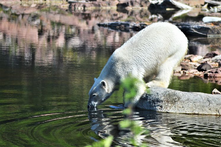 Orsa Rovdjurspark