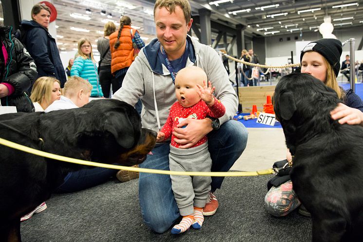 Hundklapp på EuroHorse