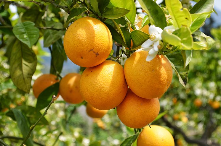 Mallorca-Orangen