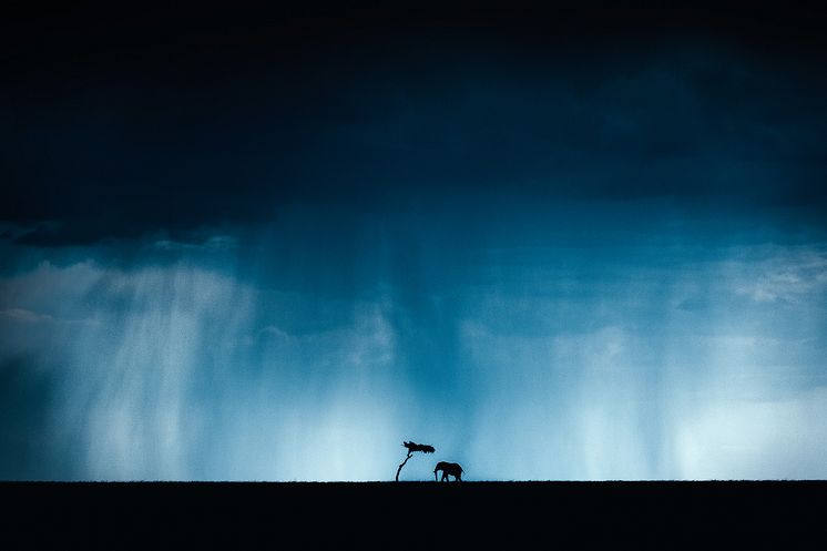 Festive_Pie Aerts_Masai Mara_small