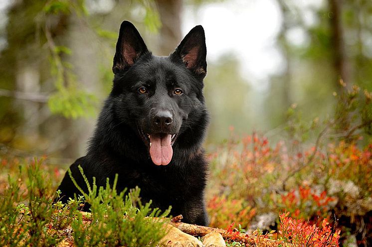 Årets Bragdhund 2024 Otiz Foto Irene Södergren.jpg