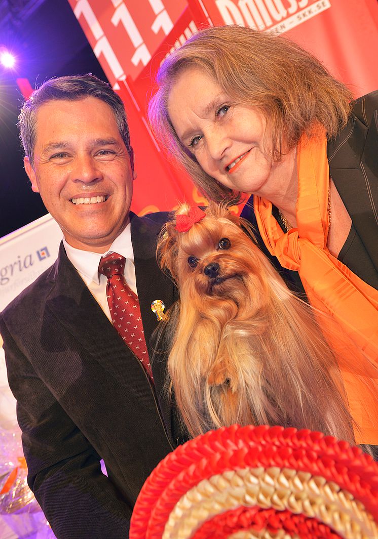 Yorkshireterrier blev Best in show 2015