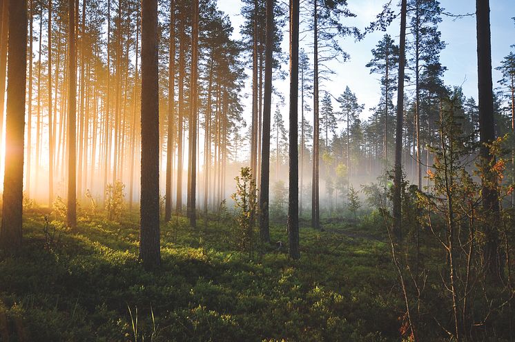 Skog