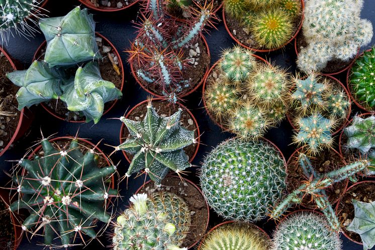 Kaktusar i olika former