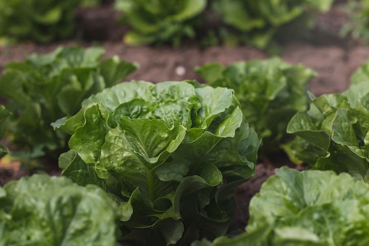 Romansallad_7