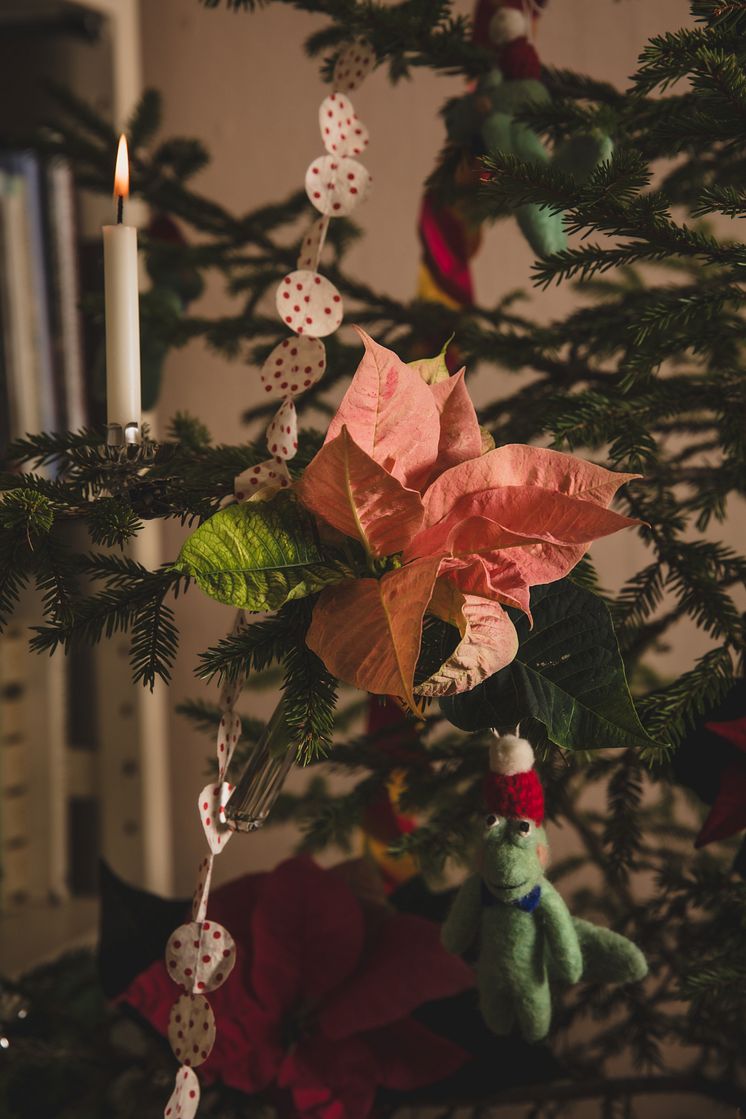 Julstjärnor hos Anna Starren 