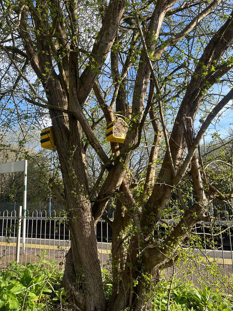 Homes for Nature installed at Berwick.jpg