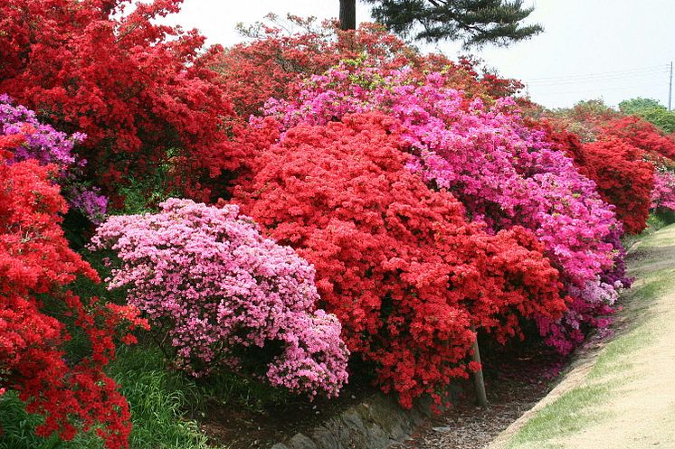 Tsutsujigaoka Park(5)