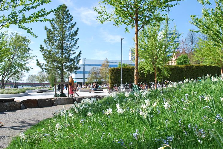 Årstidernas park, centrala Umeå