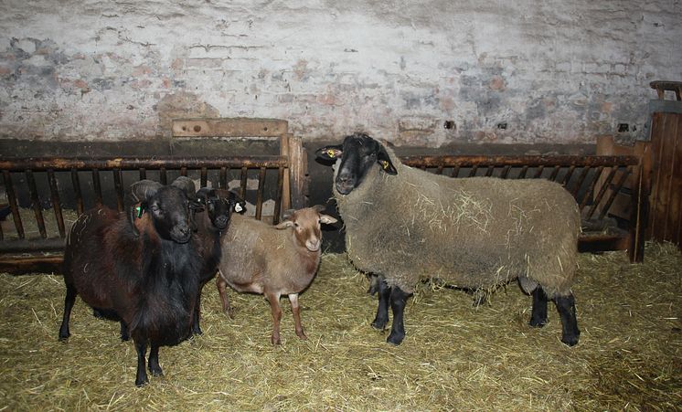 Weihnachten im Stall auf dem Klostergut Mößlitz: Bärenherz erhält beeindruckende Spende