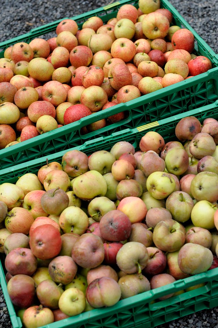 Økologisk epleslang Geitmyra skolehage - Geitmyra matkultursenter. Foto: Kaarine Borud.