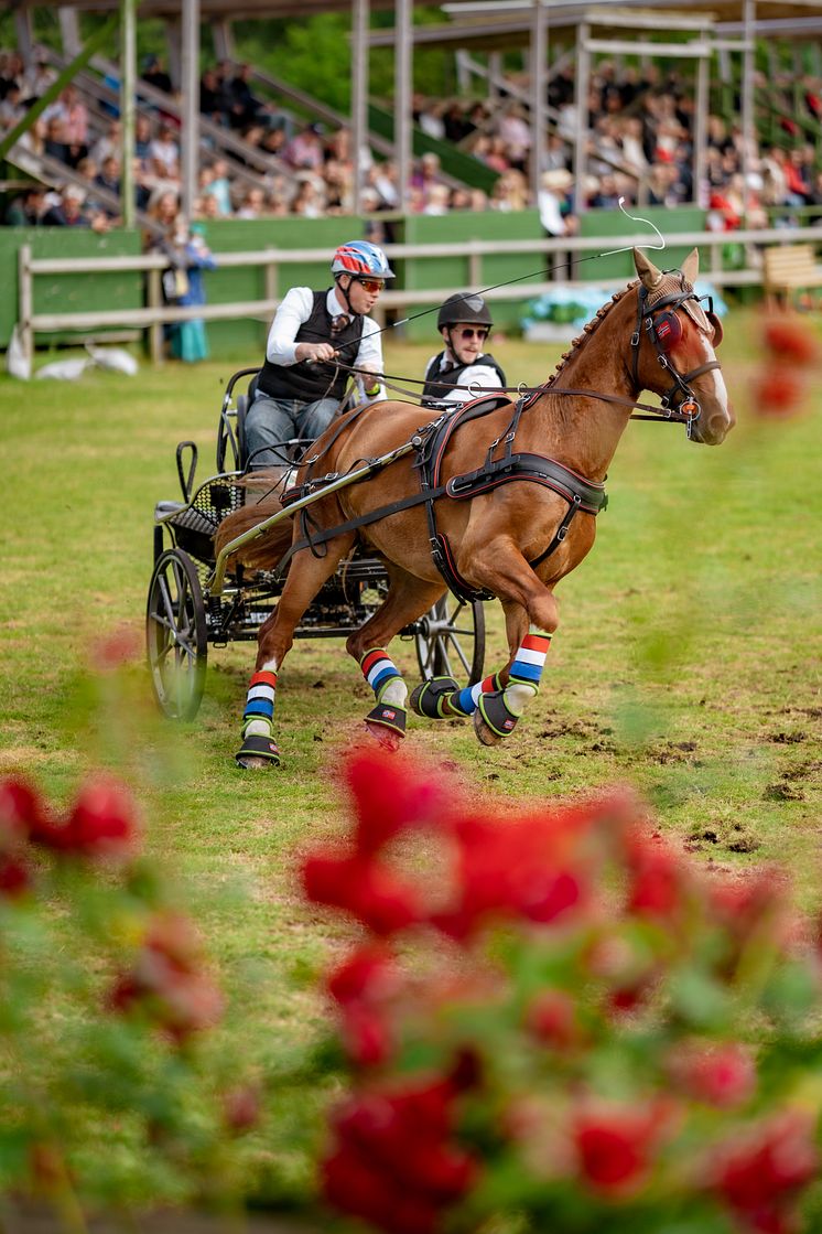 Körning Falsterbo Horse Show