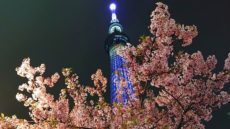 TOKYO SKYTREE at night