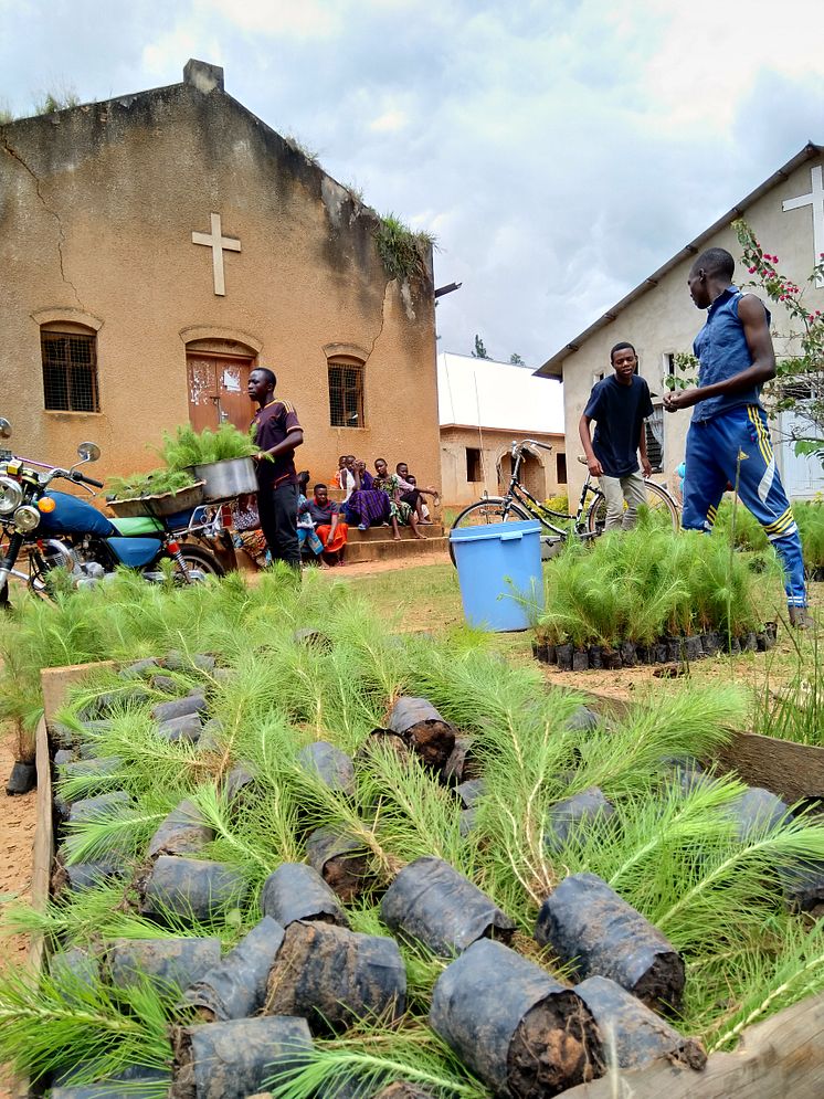 Distributing Trees.jpg