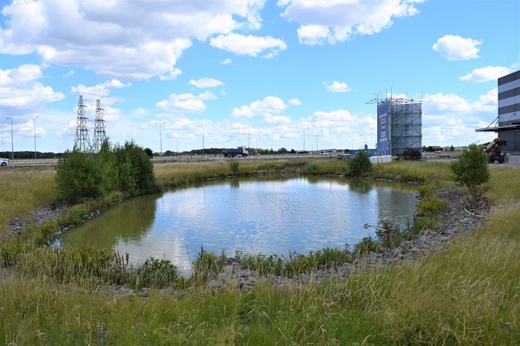 Dagvattendamm, Uppsala. Foto: Paul Coiffard