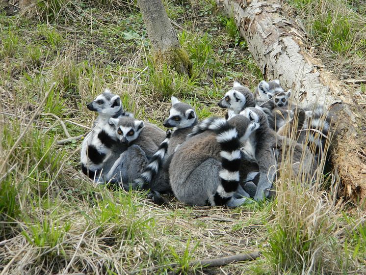 Destinationen in Dänemark – Knuthenborg Safaripark