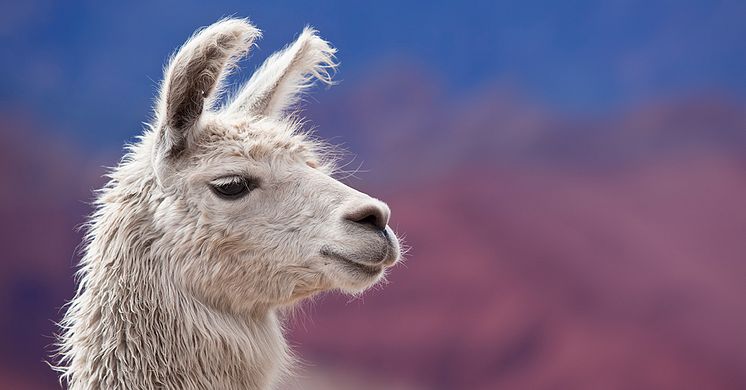 Llama