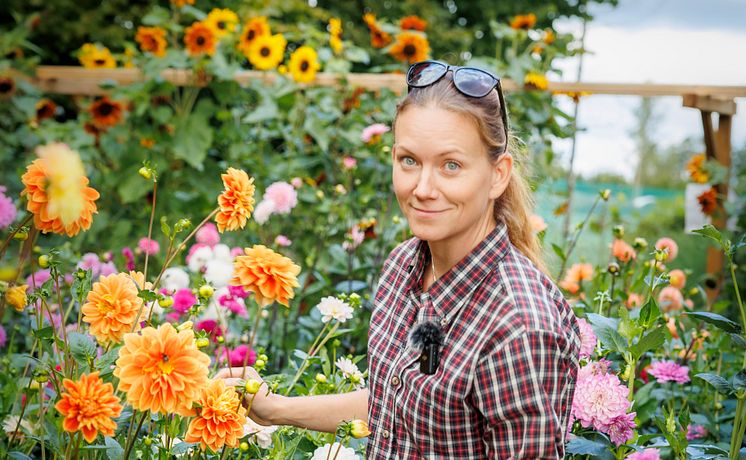 MaryAnn_Foto. Gjordnära tunnelväxthus