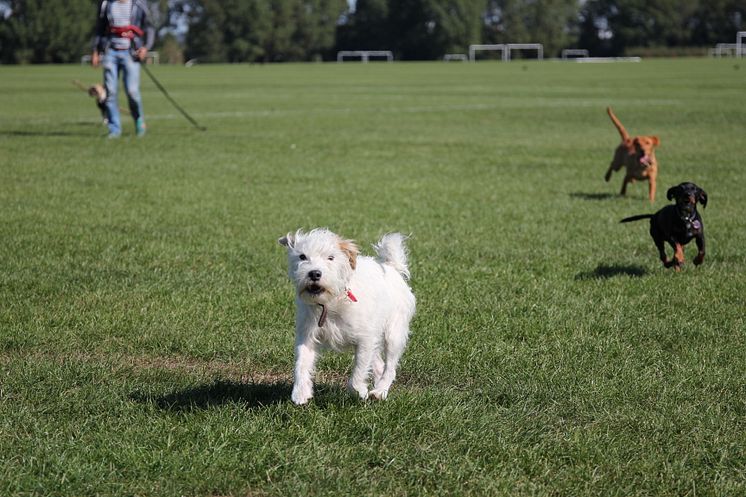 Hit drömmer hunden om att få resa_5