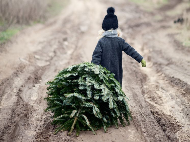 Ensomt juletre søker julegaver 