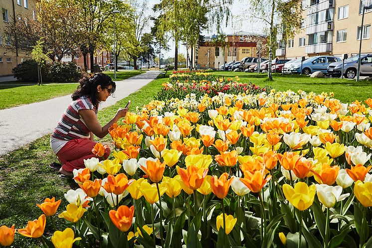 Haninge Tulpanfestival 2018