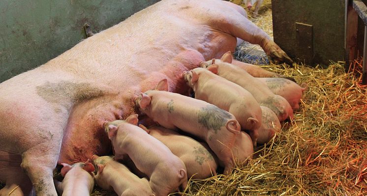 9 miljoner kronor att söka till forskning om animalieproduktion