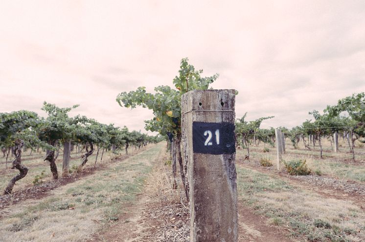 Wynns Coonawarra Estate vineyard