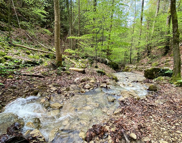 Wasser Hofstetten Chaelengrabenschlucht _ Sebastian Juengel Kopie