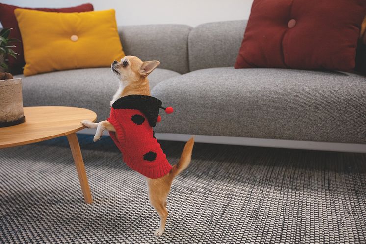 Little&Bigger Ladybug hoodie dog.jpg