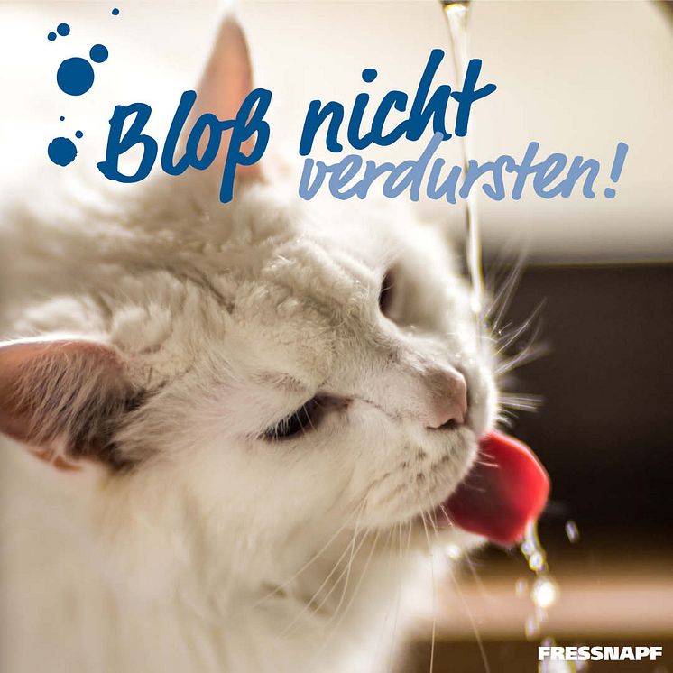 Infostrecke Katzen zum Trinken animieren 01