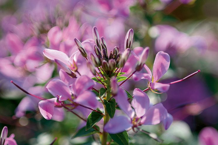 Paradisblomster - Cleome hassleriana 'Senorita Rosalita' närbild