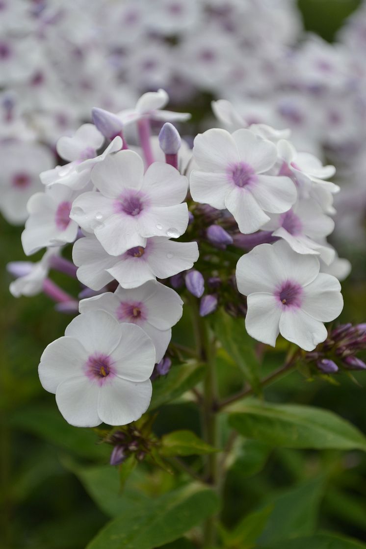 Höstflox, Phlox paniculata ’Ingeborg från Nybro’ Svenskt kulturarv